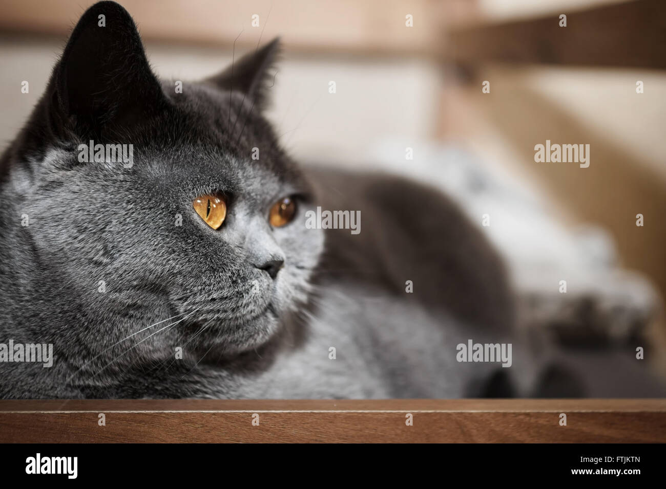 Porträt des britischen graue Katze auf dem Bett liegend Stockfoto