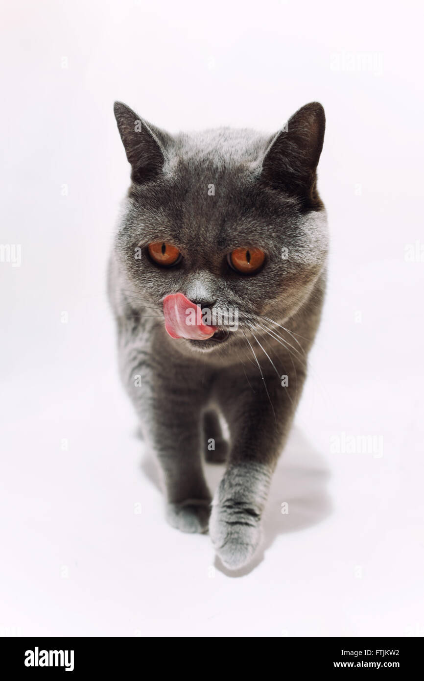 Leckte graue Katze auf weißem Hintergrund Stockfoto