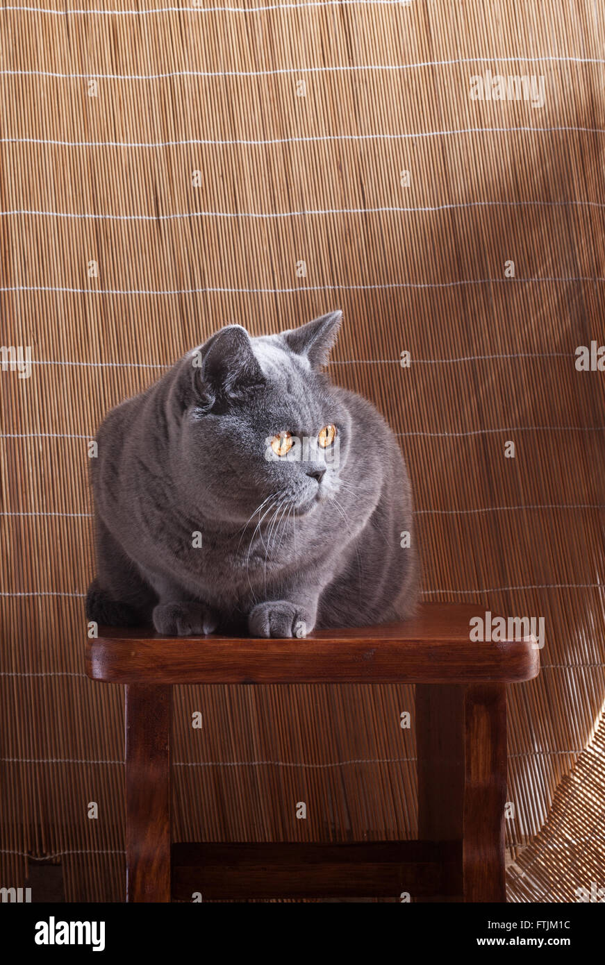 Graue britische Katze auf einem Holzstuhl Stockfoto