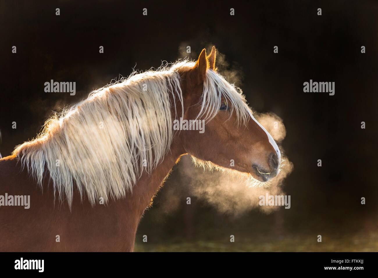 Süddeutsches Coldblood. Porträt des jungen Stuten im Winter heißen Atem zeigt. Deutschland Stockfoto