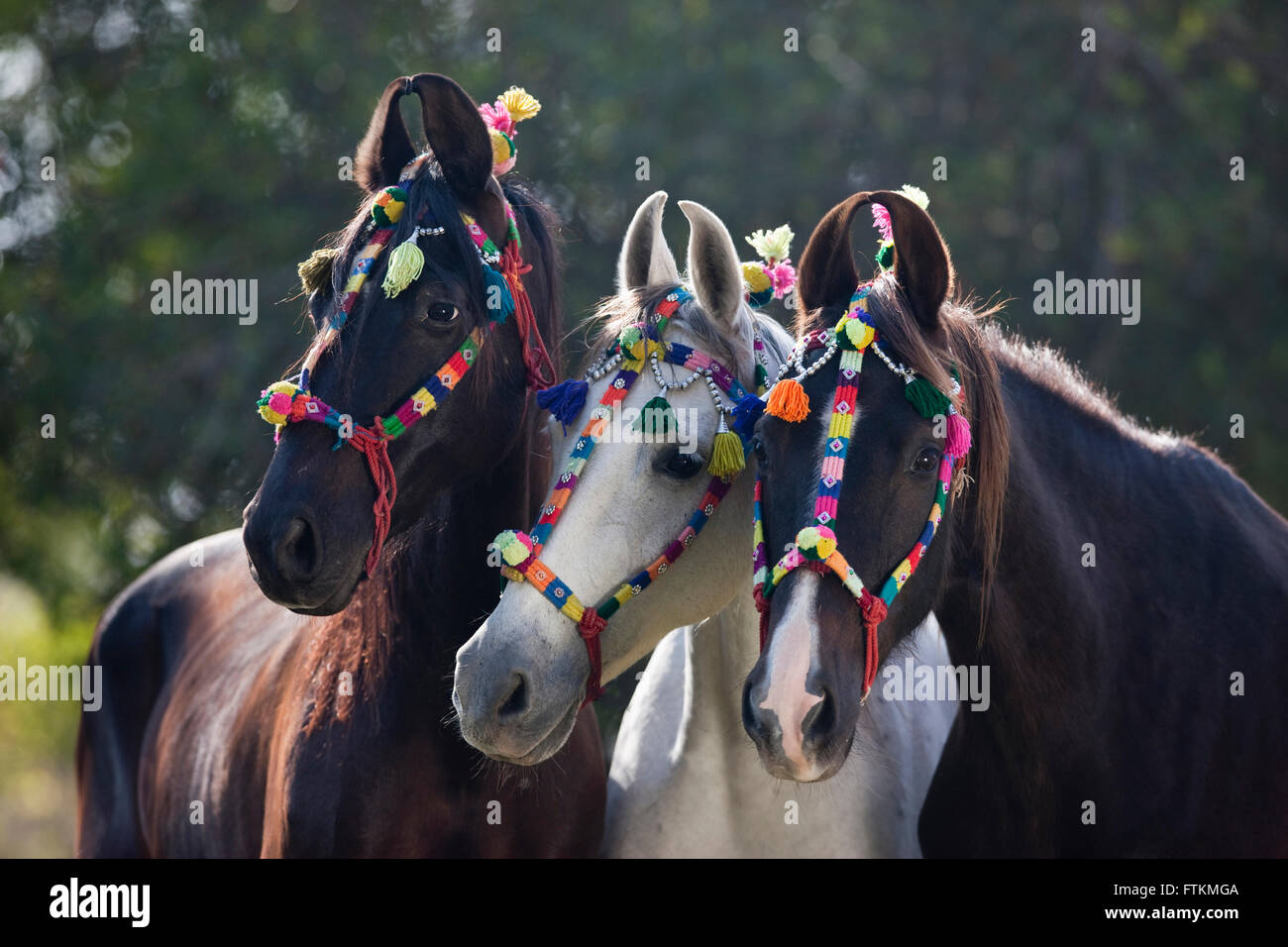 Marwari Pferde. Porträt von drei Pferden mit bunten Kopfbedeckungen. Rajasthan, Indien Stockfoto