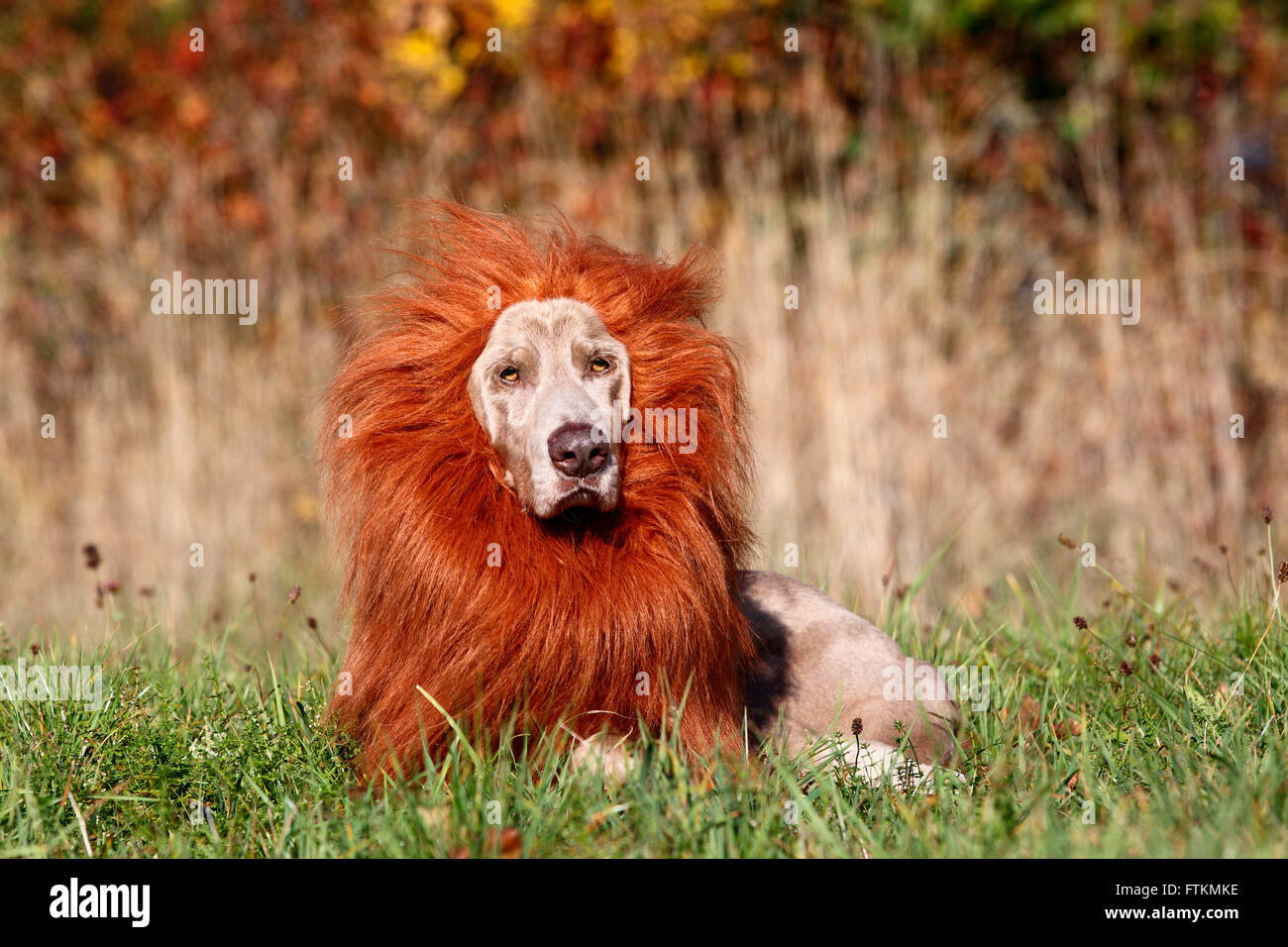 Weimaraner. Männlich, liegend, Löwen Mähne tragen. Deutschland Stockfoto