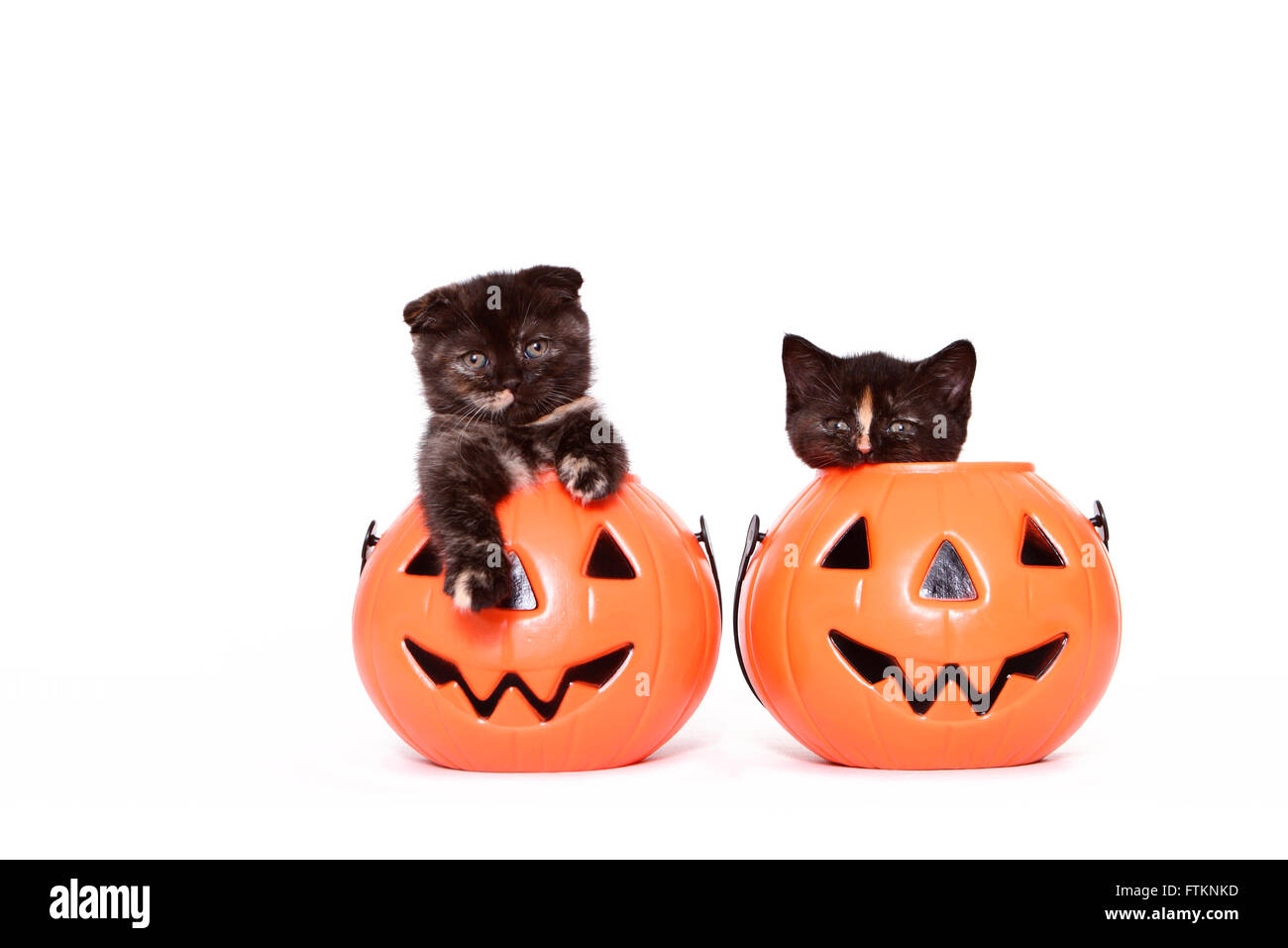 Scottish Fold und Britisch Kurzhaar. Zwei Kätzchen (6 Wochen alt) in eine Jack-O-Laternen. Studio Bild vor einem weißen Hintergrund. Deutschland Stockfoto