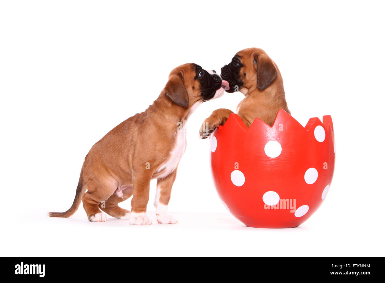 Deutscher Boxer. Welpen (6 Wochen alt) in einem dekorativen Topf, geformt wie eine Eierschale. Ein weiterer Welpe sitzt davor, ihr Gesicht zu lecken. Studio Bild vor einem weißen Hintergrund Stockfoto