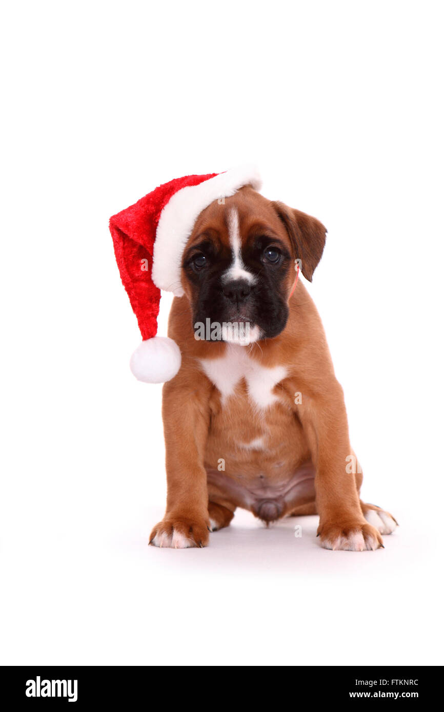 Deutscher Boxer. Welpen (6 Wochen alt) sitzen, Weihnachtsmann Hut trägt. Studio Bild vor einem weißen Hintergrund. Deutschland Stockfoto