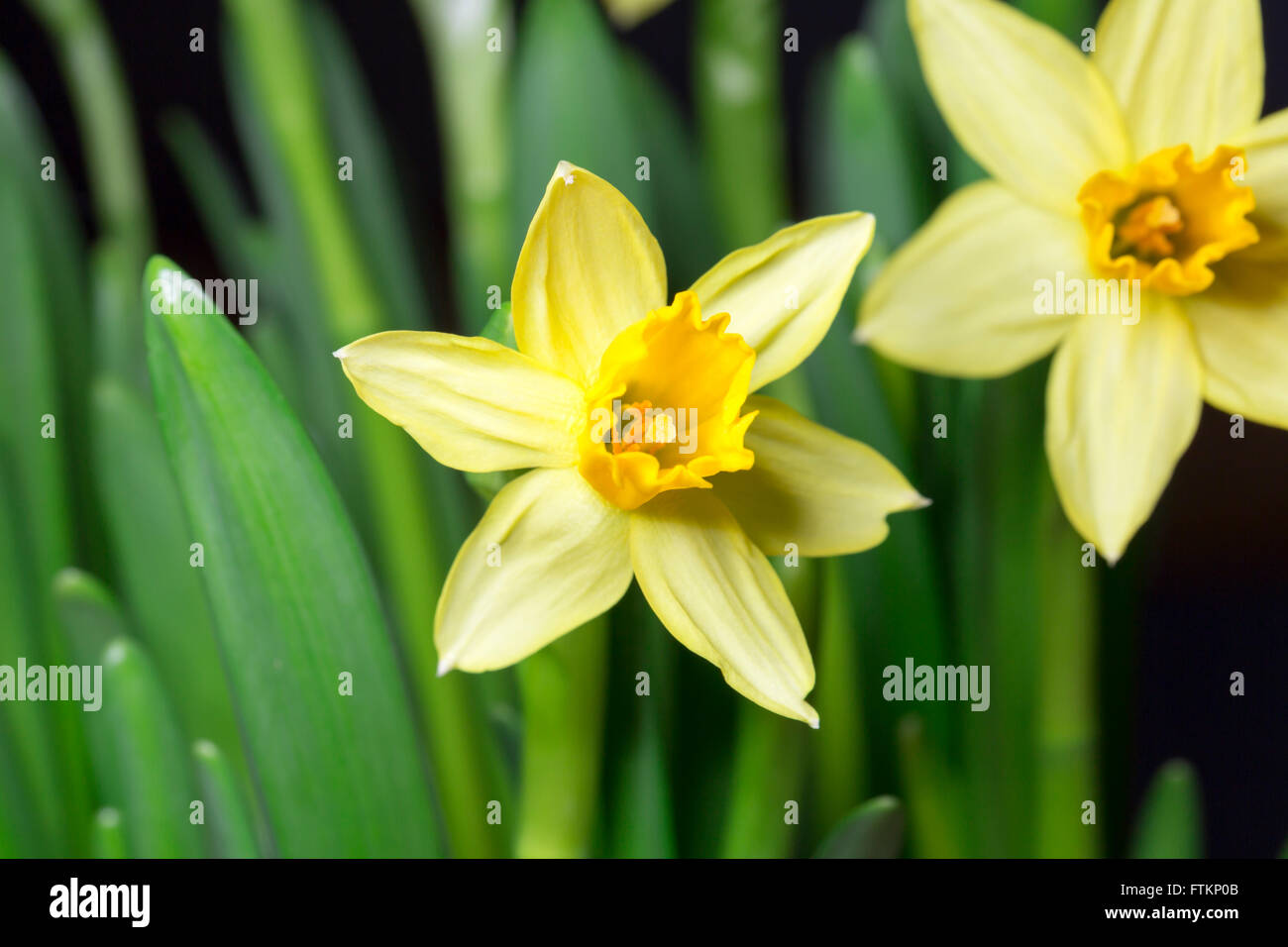 Easter Lily Close Up Makro-Bild Stockfoto