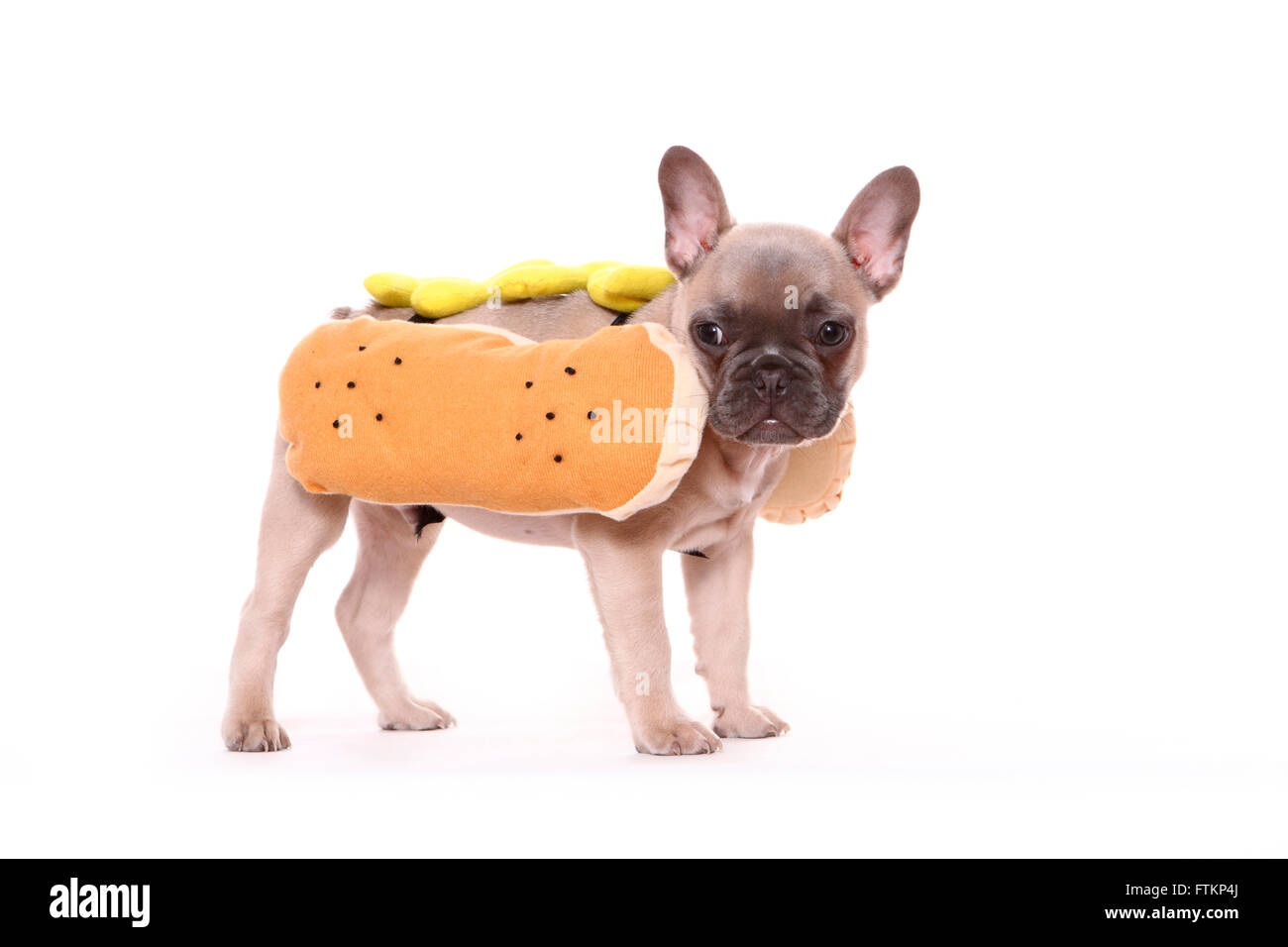 Französische Bulldogge. Welpen (6 Wochen alt) gekleidet als Hot-Dog. Deutschland Stockfoto
