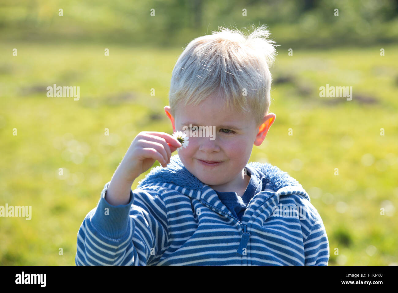 Junge (5 Jahre) im Freien in der Natur, die Daisy Blume, Englisch Daisy als Blume der Kinder und Unschuld, UK Stockfoto