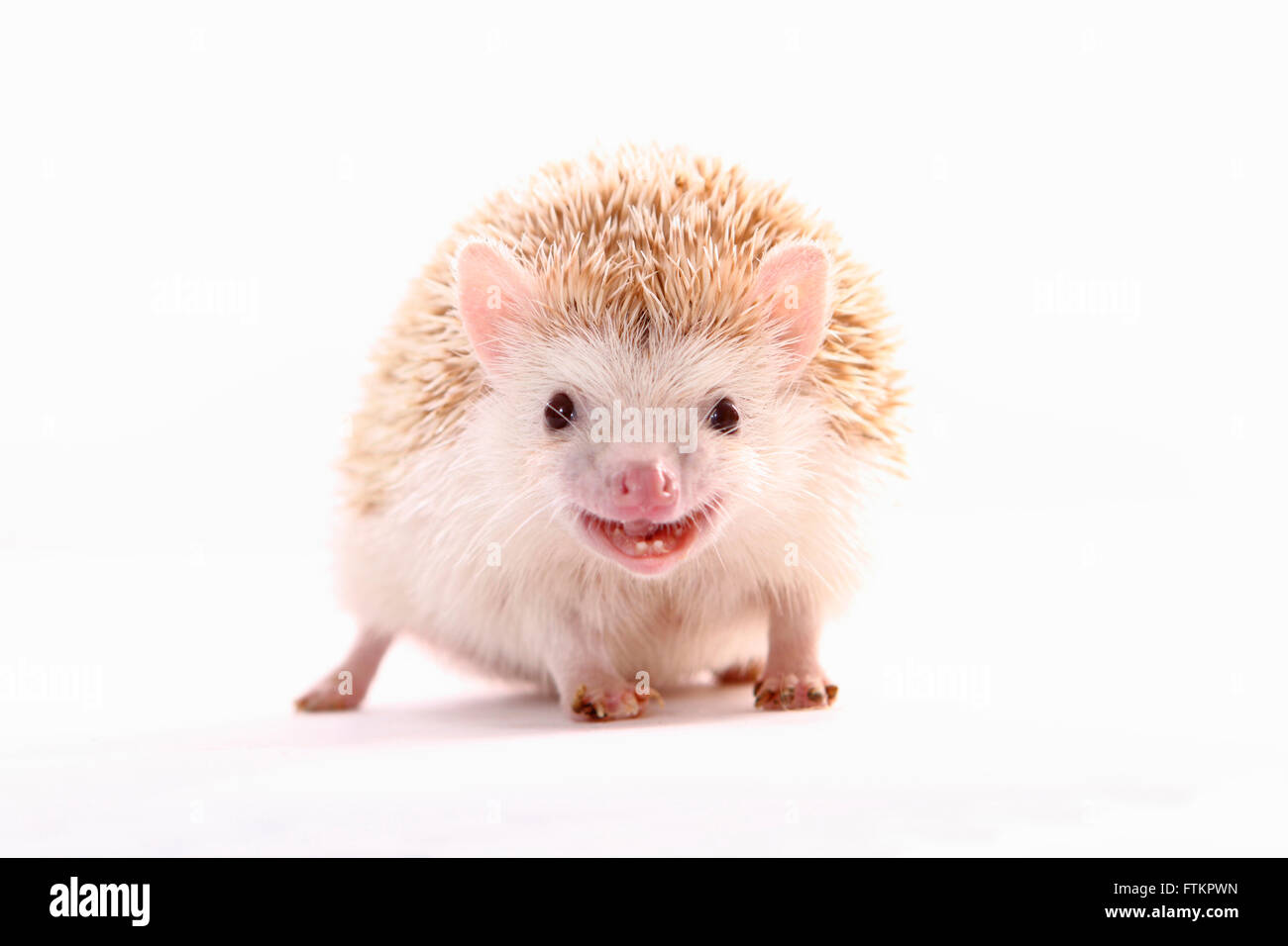 Vier-toed Hedgehog, afrikanische Pygmy Hedgehog (Atelerix Albiventris). Männlich, stehend, frontal gesehen. Studio Bild vor einem weißen Hintergrund. Deutschland Stockfoto