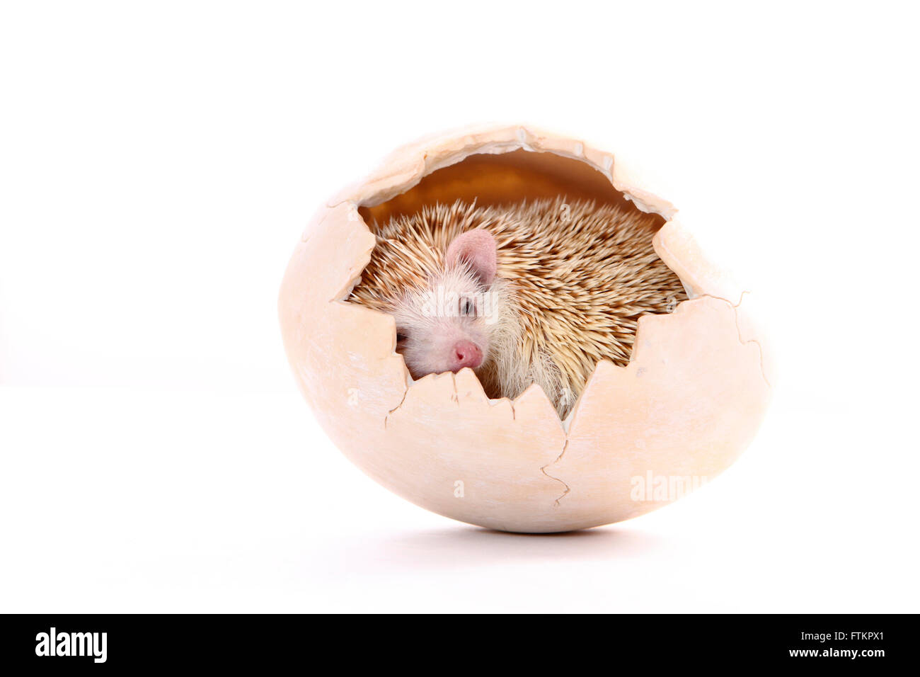 Vier-toed Hedgehog, afrikanische Pygmy Hedgehog (Atelerix Albiventris). Blick aus einem dekorativen Topf, geformt wie eine zerbrochene Eierschale männlich. Studio Bild vor einem weißen Hintergrund. Deutschland Stockfoto