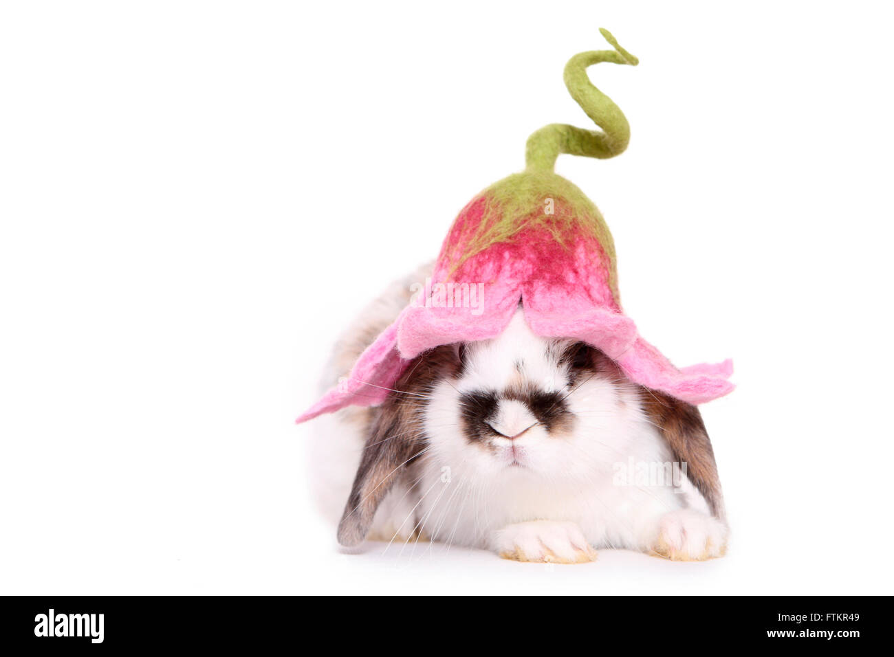 Hängeohrigen Zwerg Kaninchen mit blumenförmigen Hut. Studio Bild vor einem weißen Hintergrund. Stockfoto