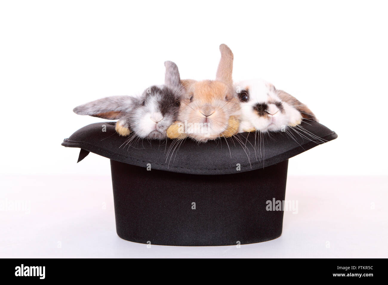 Zwerg Kaninchen und hängeohrigen Zwerg Kaninchen. Drei Hasen in einen Zylinder. Studio Bild vor einem weißen Hintergrund Stockfoto