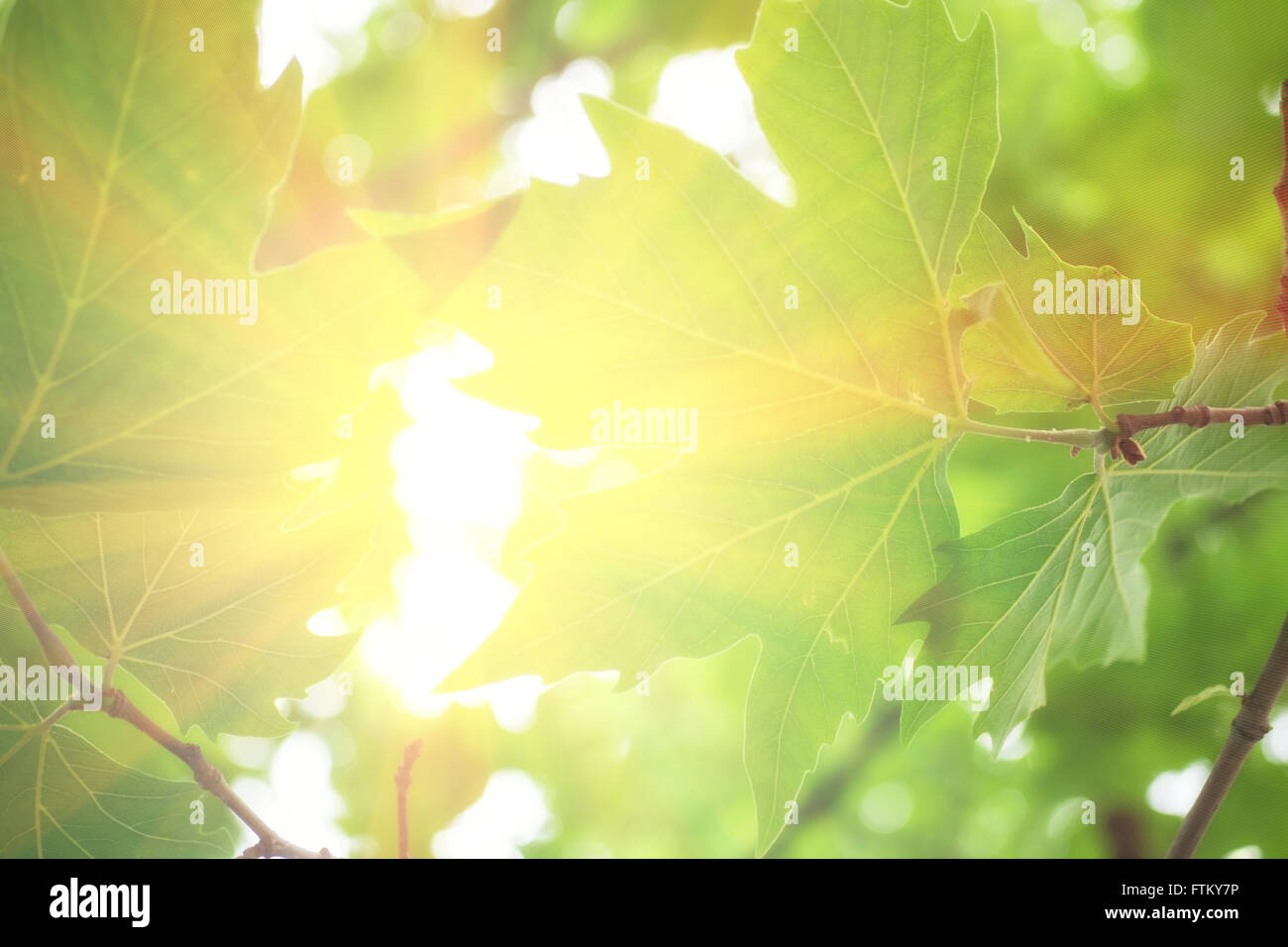 Hintergrund mit Blättern und Sonnenlicht closeup Stockfoto