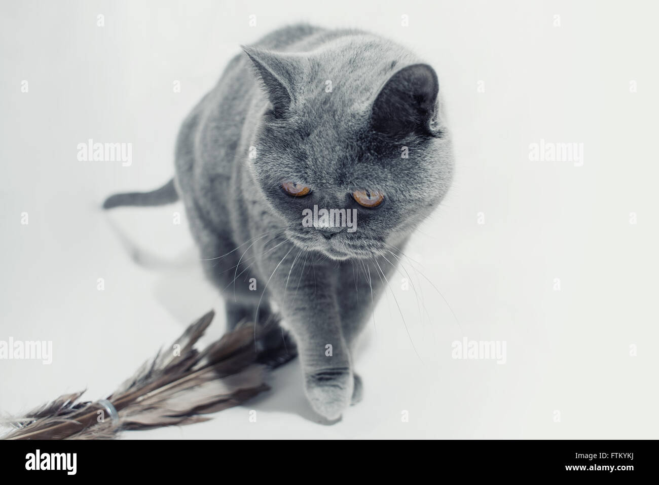 Graue britische Katze auf weißem Hintergrund Stockfoto