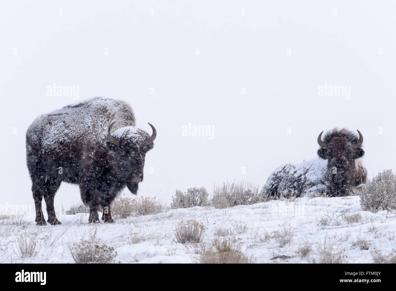 Bisons (Bison Bison), stehend und liegend im Schnee, Lamar Valley, Yellowstone-Nationalpark, Wyoming, Montana, USA Stockfoto