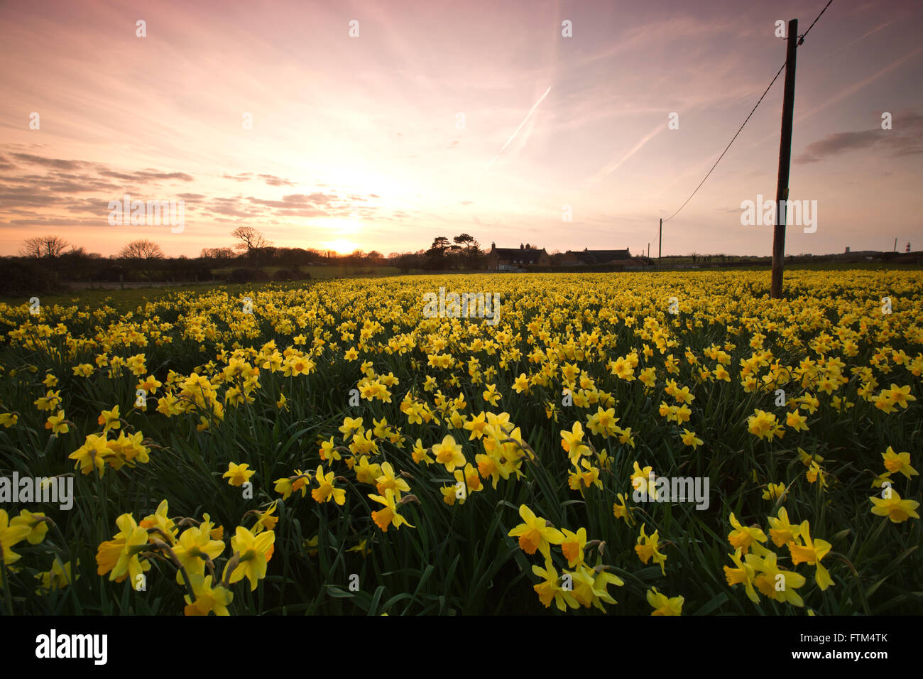 Bereich der kultivierten Narzissen bei Sonnenuntergang, in der Nähe von Happisburgh, Norfolk, England Stockfoto