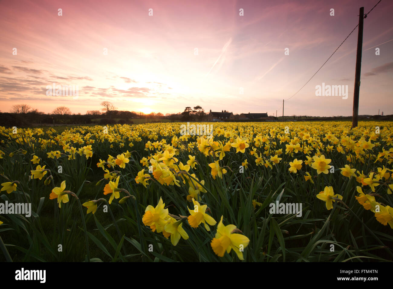 Bereich der kultivierten Narzissen bei Sonnenuntergang, in der Nähe von Happisburgh, Norfolk, England Stockfoto