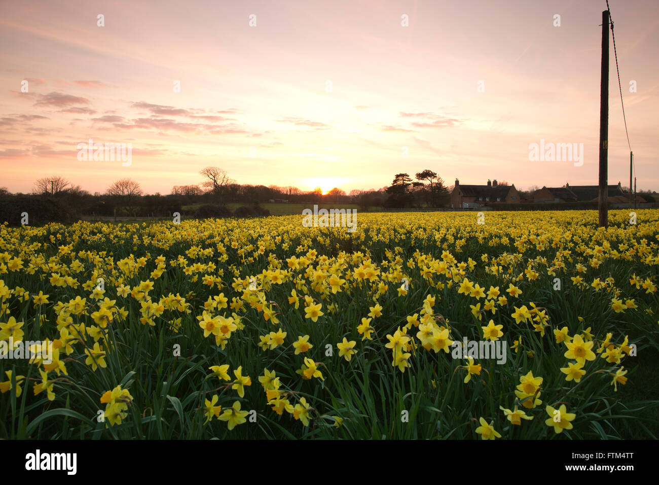 Bereich der kultivierten Narzissen bei Sonnenuntergang, in der Nähe von Happisburgh, Norfolk, England Stockfoto