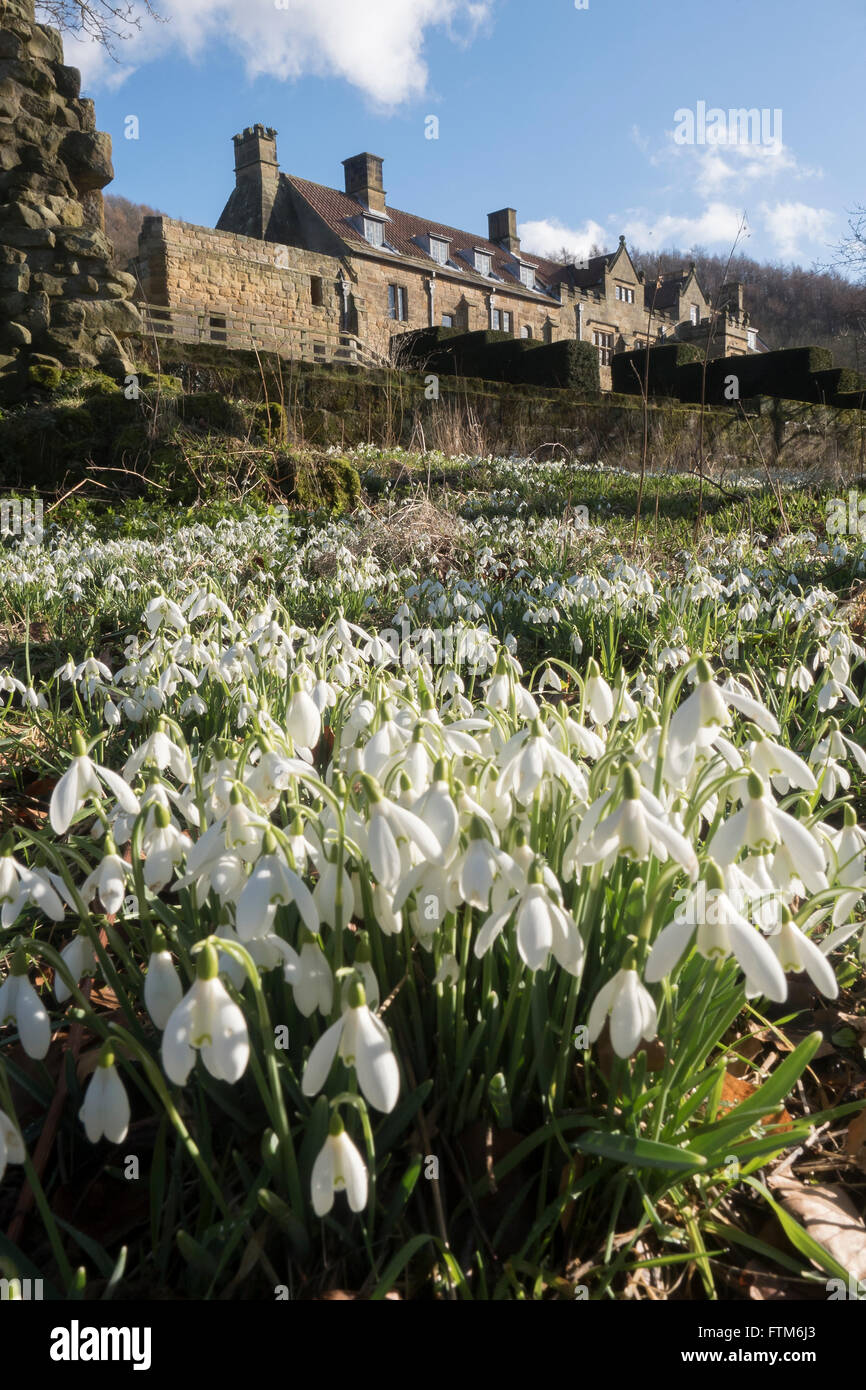 Schneeglöckchen-Zeit im Mount Grace Priory Straddle Brücke nahe Northallerton, North Yorkshire. Mount Grace Haus im Hintergrund Stockfoto