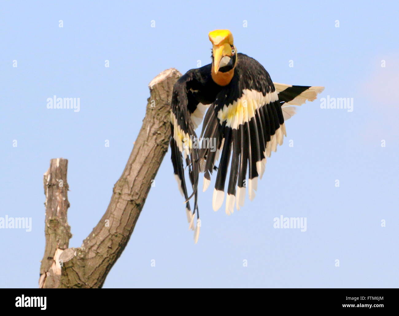 Große indische Hornbill (Buceros Bicornis) ausziehen in die Flucht.  Auch bekannt als pied asiatische große Hornbill Stockfoto