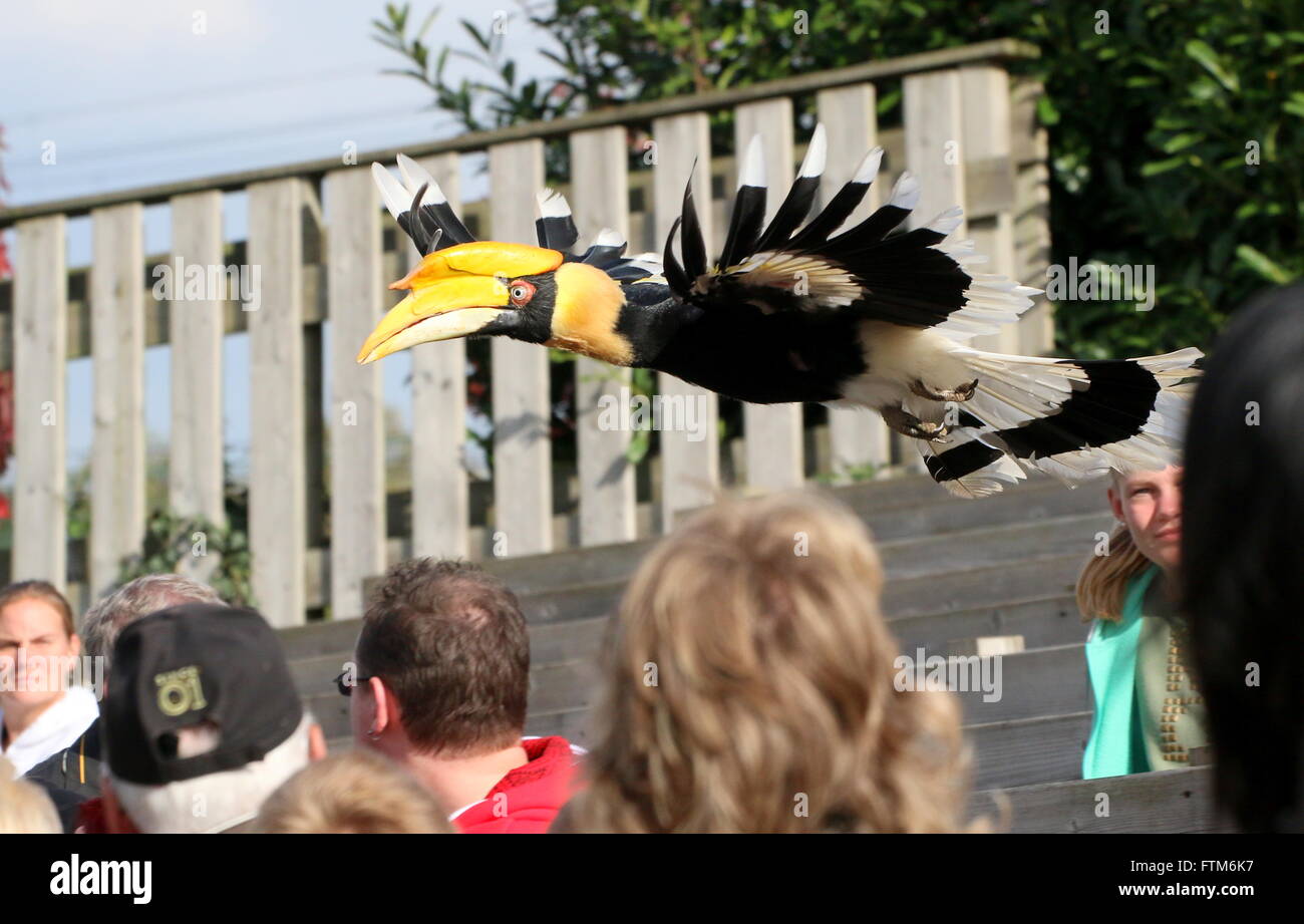 Große indische Hornbill (Buceros Bicornis) aka asiatische große Hornbill im Flug während einer Vogel-Show mit Publikum in Rotterdam Blijdorp Zoo pied Stockfoto
