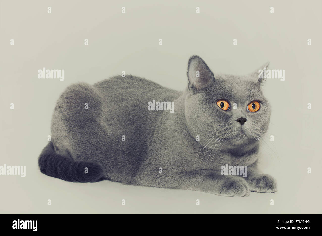 Porträt von schöne junge kurzhaarige britische graue Katze mit gelben Augen auf einem hellen Hintergrund Stockfoto