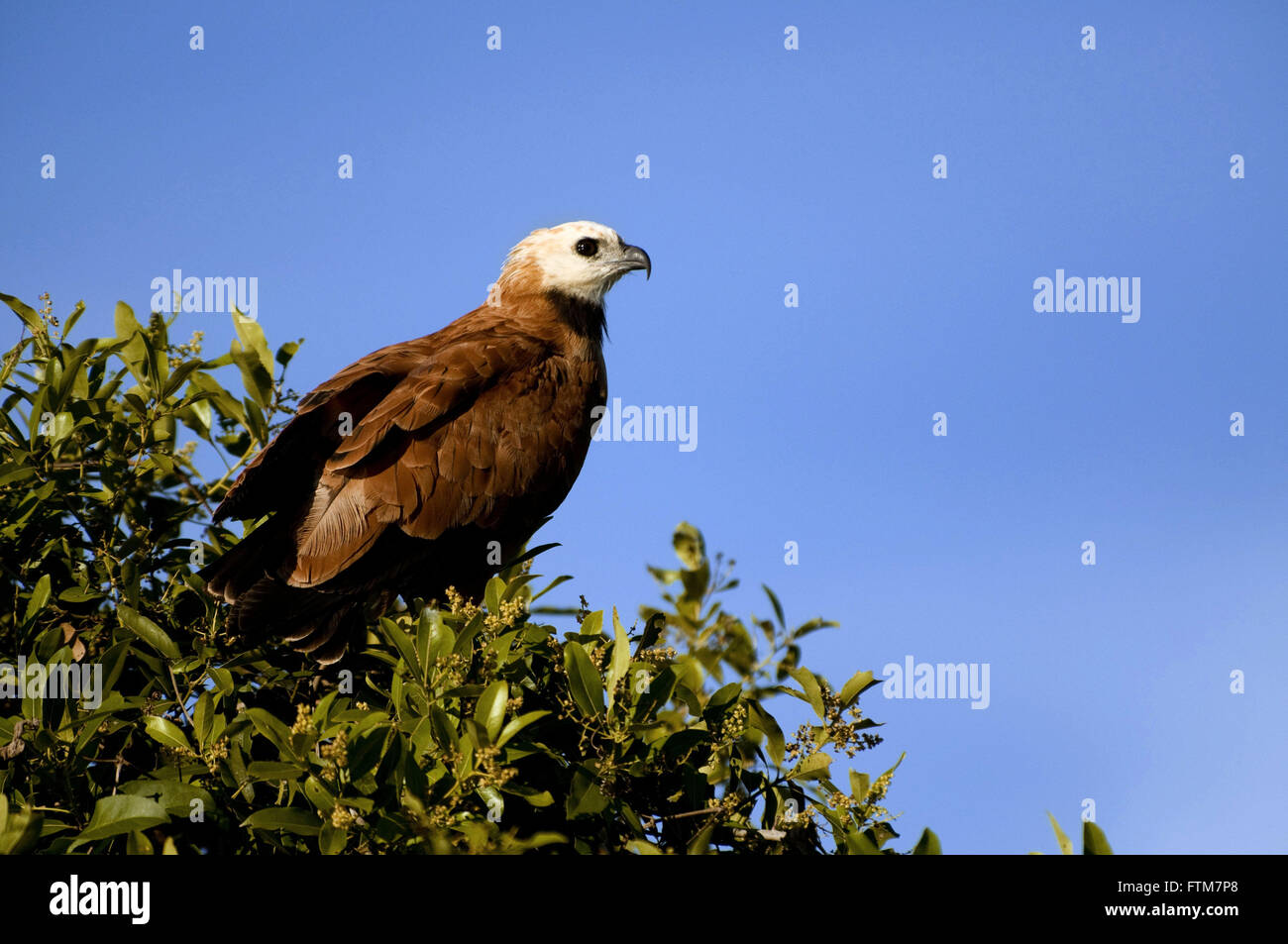 Schöne Gaviao-auch bekannt als Hawk-alt - Busarellus Nigricollis Stockfoto