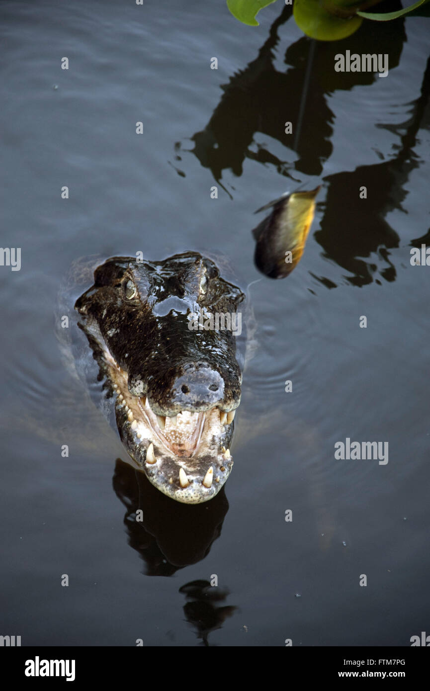 Jacare Marsh - Caiman Crocodilus Yacare - südlichen Pantanal Stockfoto