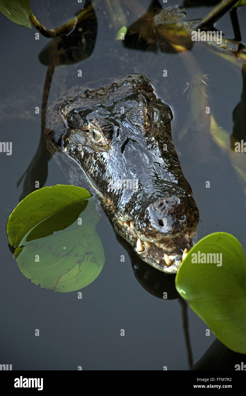 Jacare Marsh - Caiman Crocodilus Yacare - südlichen Pantanal Stockfoto