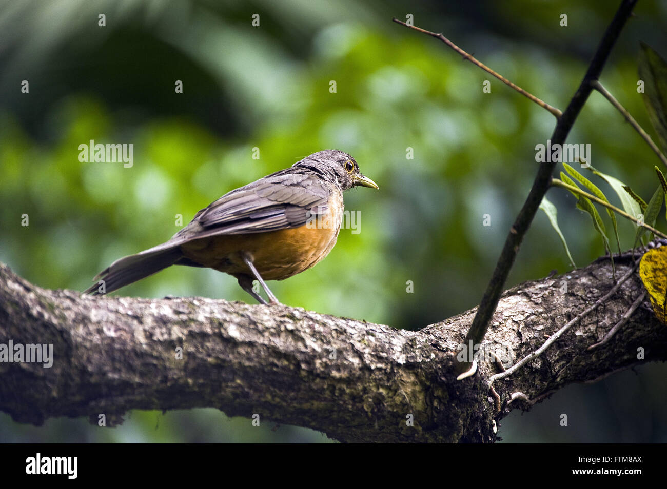 Weiß-orange Stockfoto