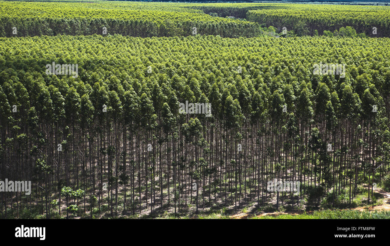 Wald von Eukalyptus-Zellstoff und Papier-Unternehmen Stockfoto
