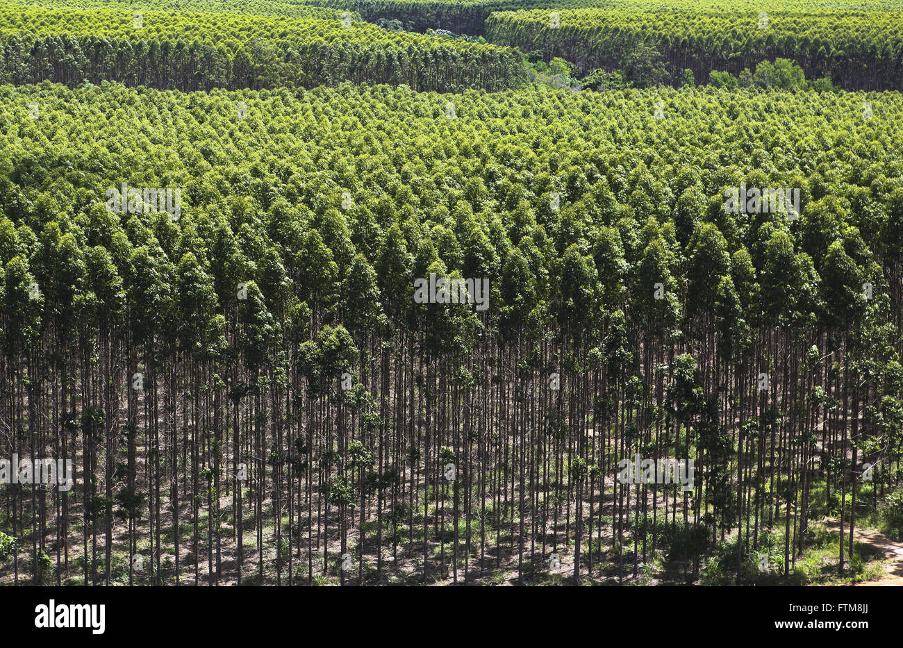 Wald von Eukalyptus-Zellstoff und Papier-Unternehmen Stockfoto