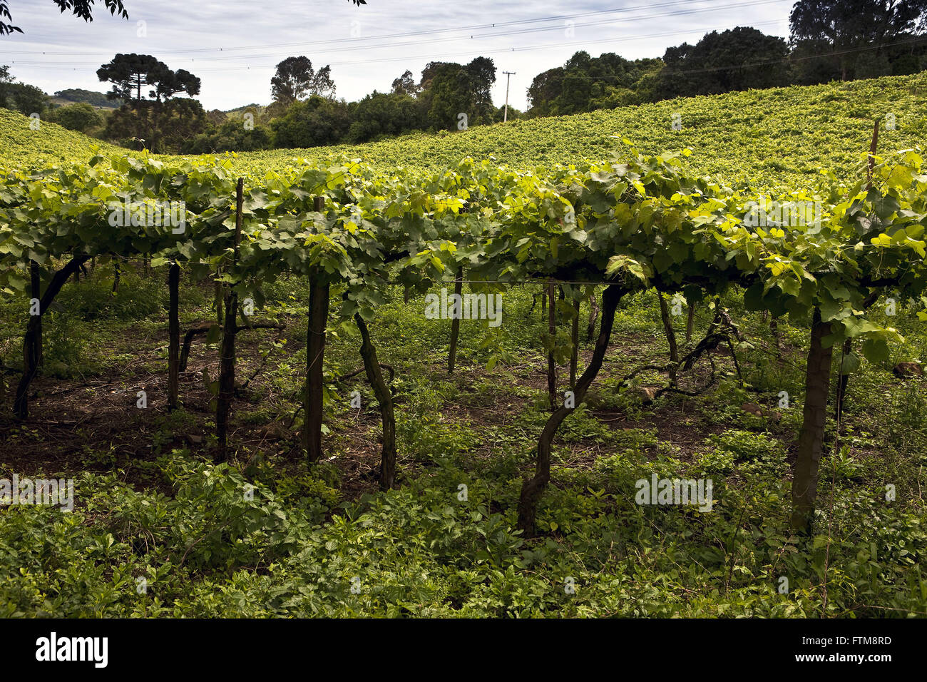 Pflanzung von Traubenwein - Tal der Weinberge Stockfoto