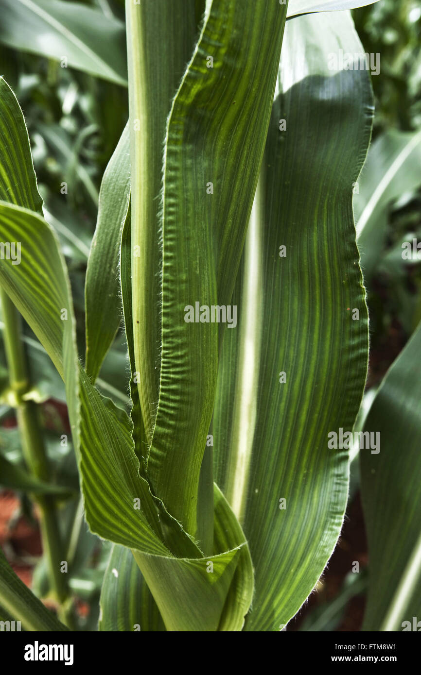 Anbau von Mais in Primavera do Leste - Pflanze-Detail Stockfoto