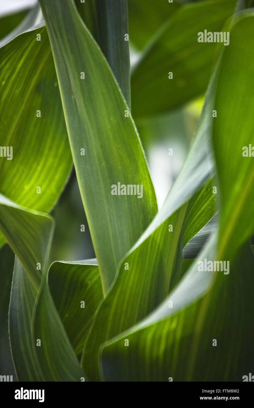 Anbau von Mais in Primavera do Leste - Pflanze-Detail Stockfoto