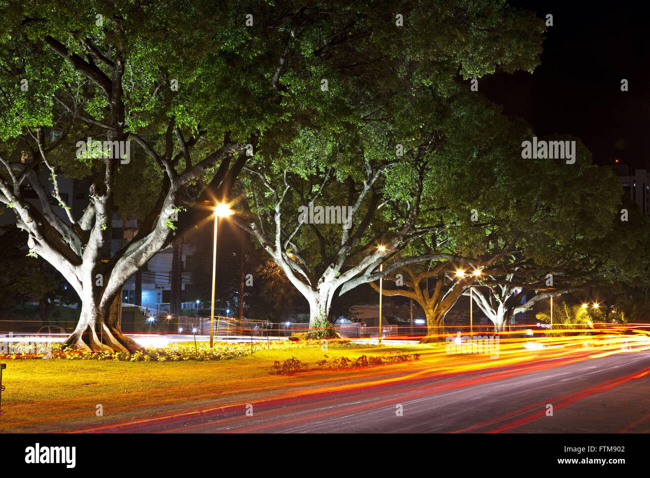 Allee der Bäume der Stadt Campo Grande Juli 14 Stockfoto