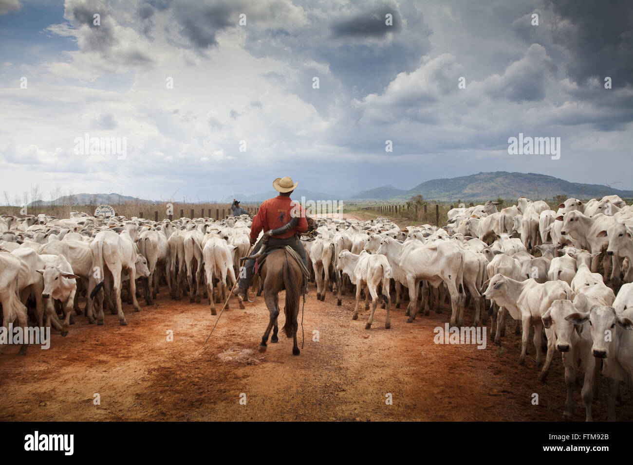 Bauer spielen Cowboy Rinder auf Autobahn Fontelles Paulo - PA-150 - Amazon Stockfoto