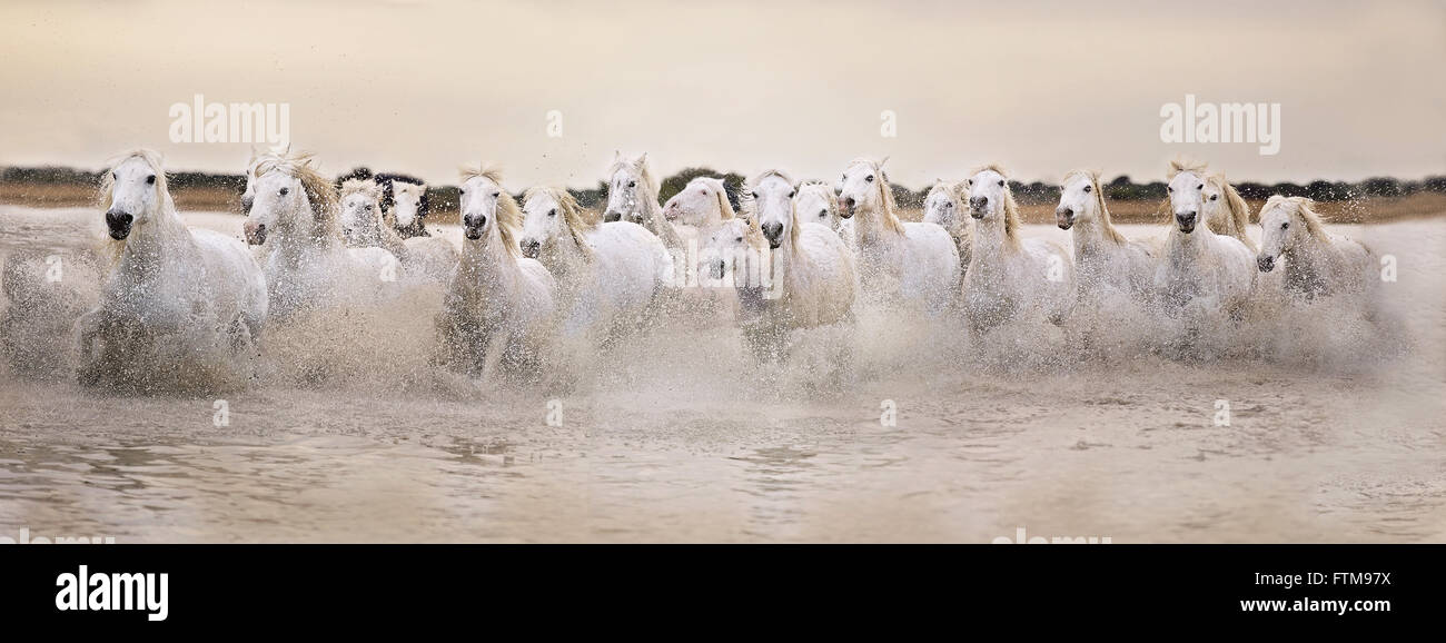 Panorama von weißen Camargue-Pferden, die bei Sonnenuntergang durch das Wasser galoppieren Stockfoto