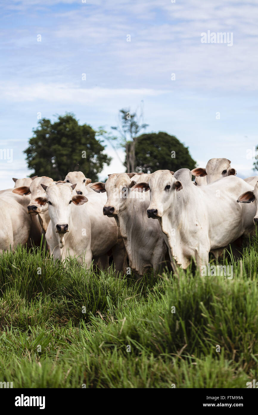 Rinder grasen auf Bauernhof Stockfoto