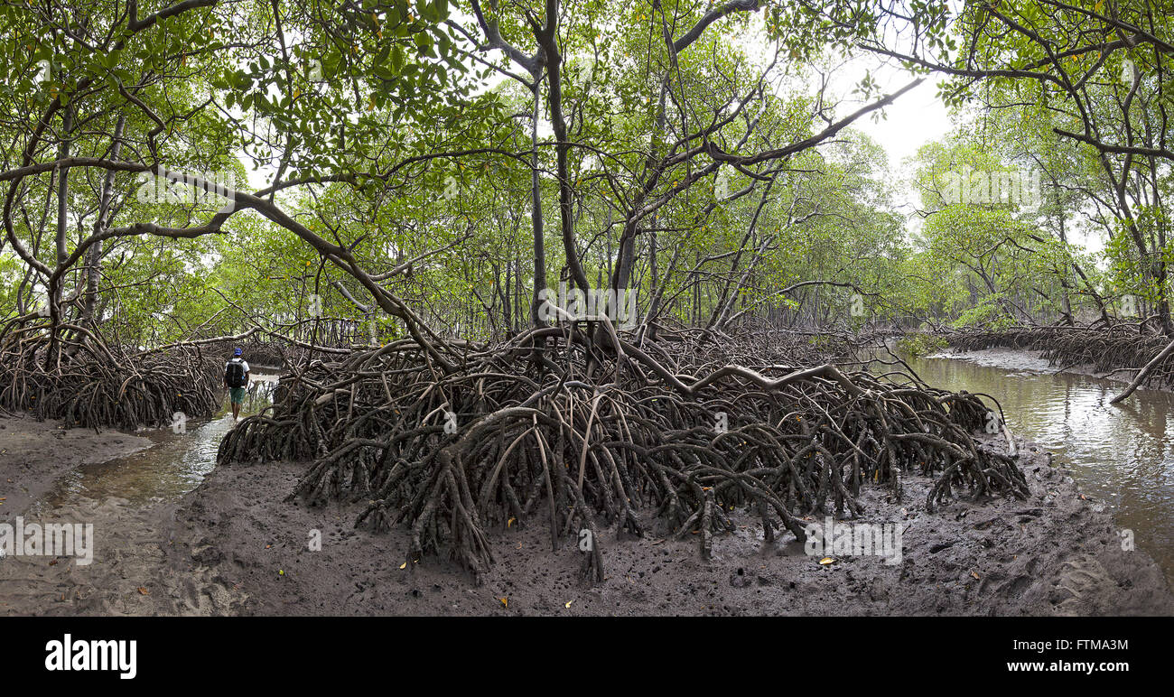 Mangroven südlich von Boipeba - Archipel Tinhare Stockfoto