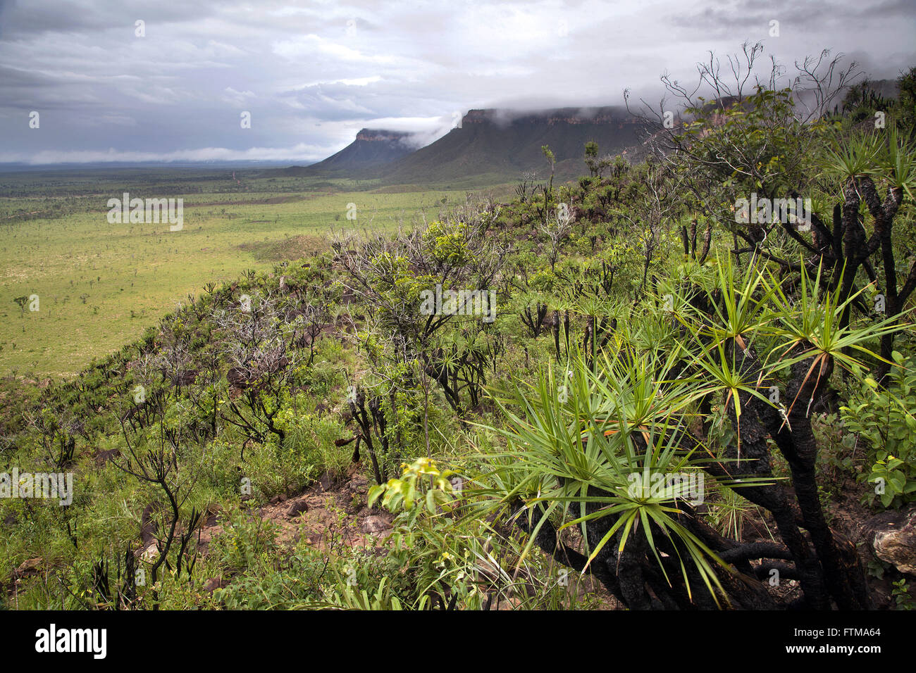 Savanne Vegetation auf den Hängen der Sierra des Heiligen Geistes - Jalapao Stockfoto