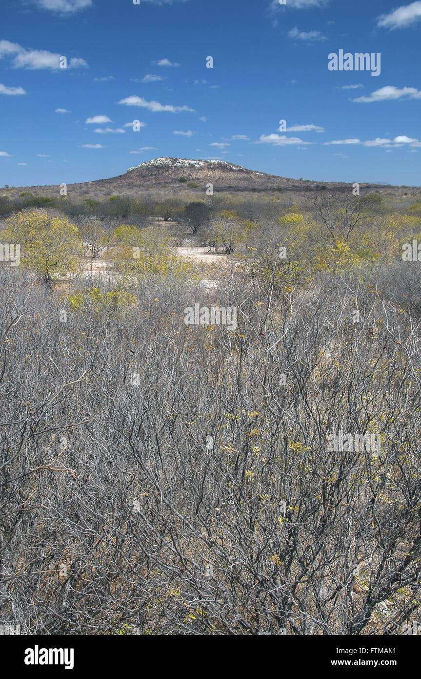 Sträucher und trockenen Hügel in der trockenen Landschaft im Hintergrund der Macchia Stockfoto
