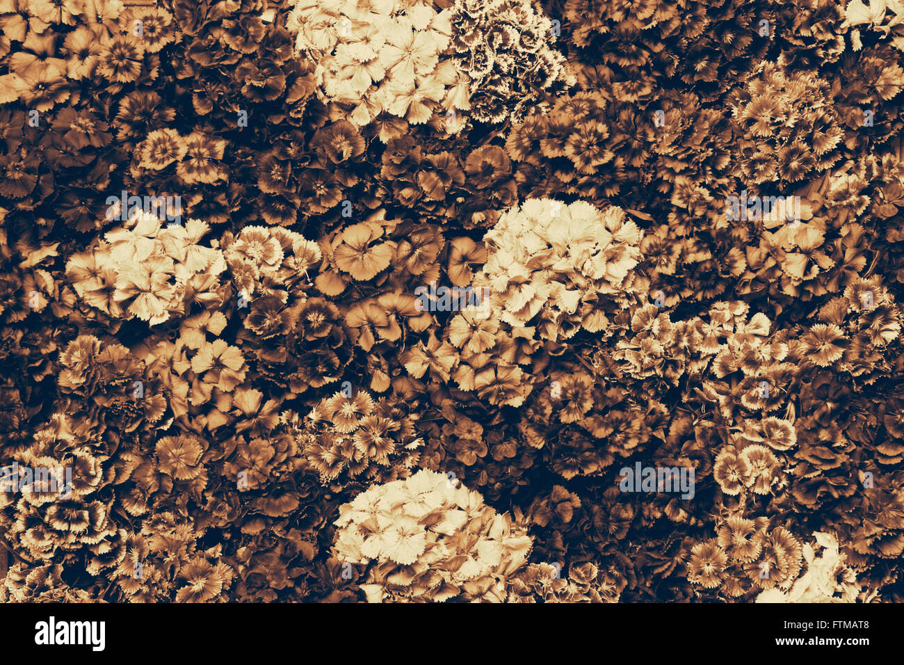 Vintage Blumen Stockfoto