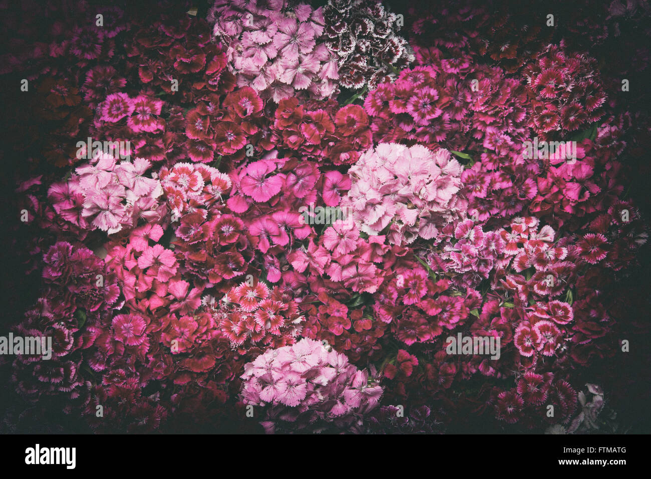 Vintage Blumen Stockfoto