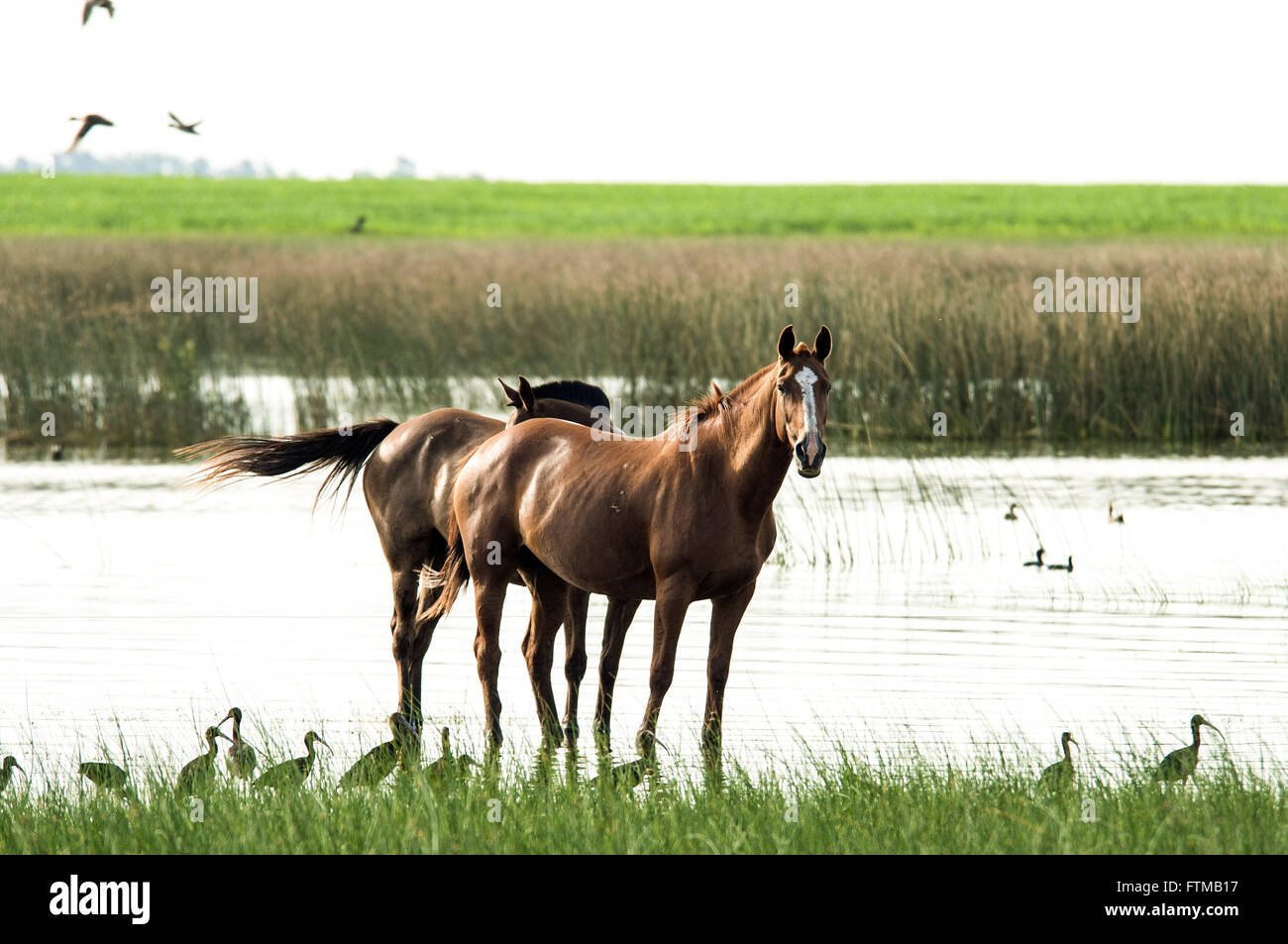 Pferde und Marrecas Irere am Ufer Sees im resort Stockfoto