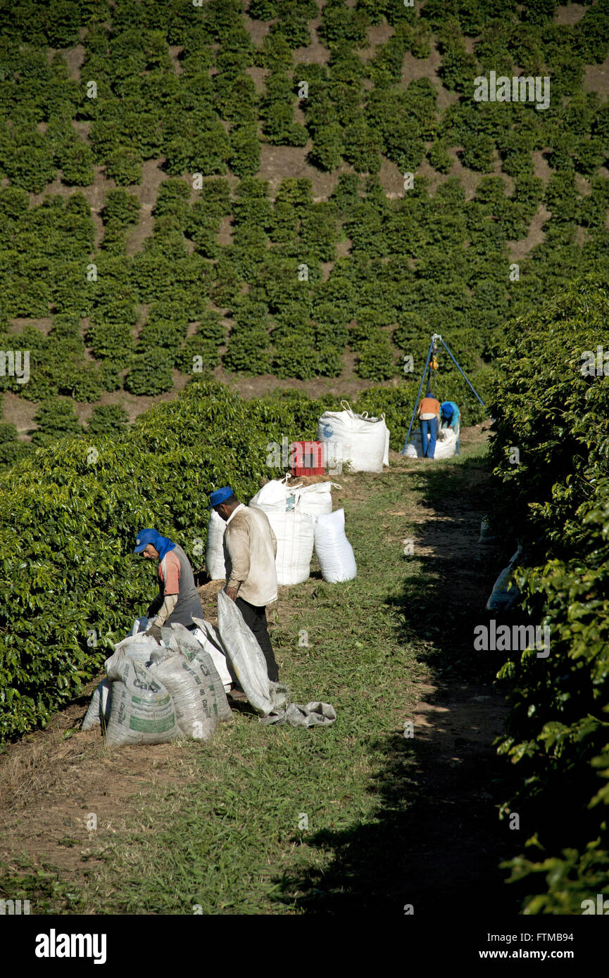 Ernte-Café in der ländlichen Gemeinde, südlichen Minas Gerais Stockfoto