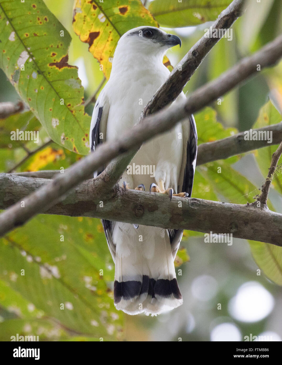 Ein White Hawk (Pseudastur Albicollis) aus Panama thront auf einem Ast Stockfoto