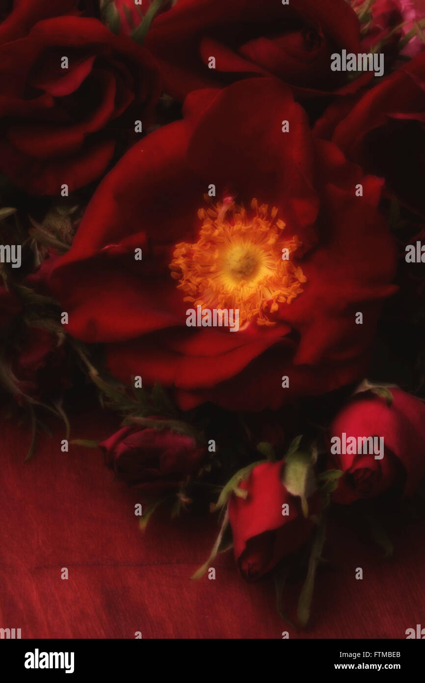 Bild von dunklen roten Rosenblüten Stockfoto