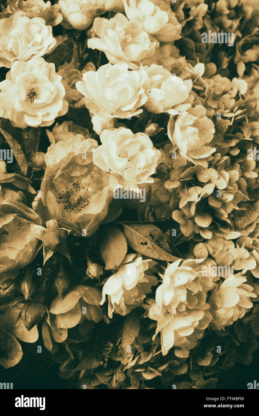 Bild von Vintage nostalgische Rosen Hintergrundtextur. Stockfoto