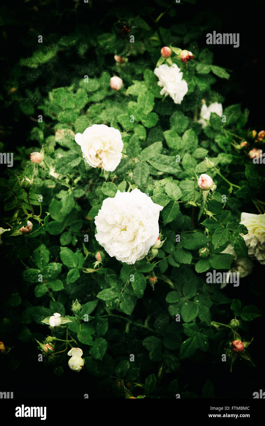 Bild von Vintage weiße Rosen Bush in einem romantischen Sommergarten. Stockfoto